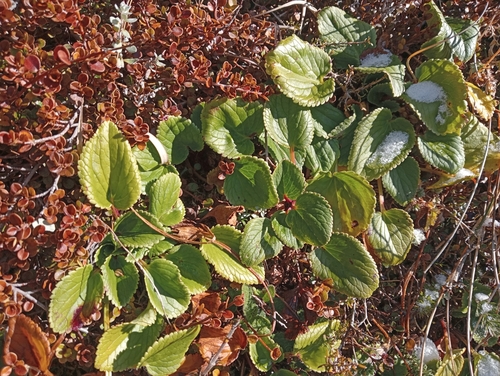 Image of Ourisia macrocarpa by (c) John Barkla, some rights reserved (CC BY)