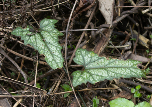 Trichosanthes homophylla iNat (1)