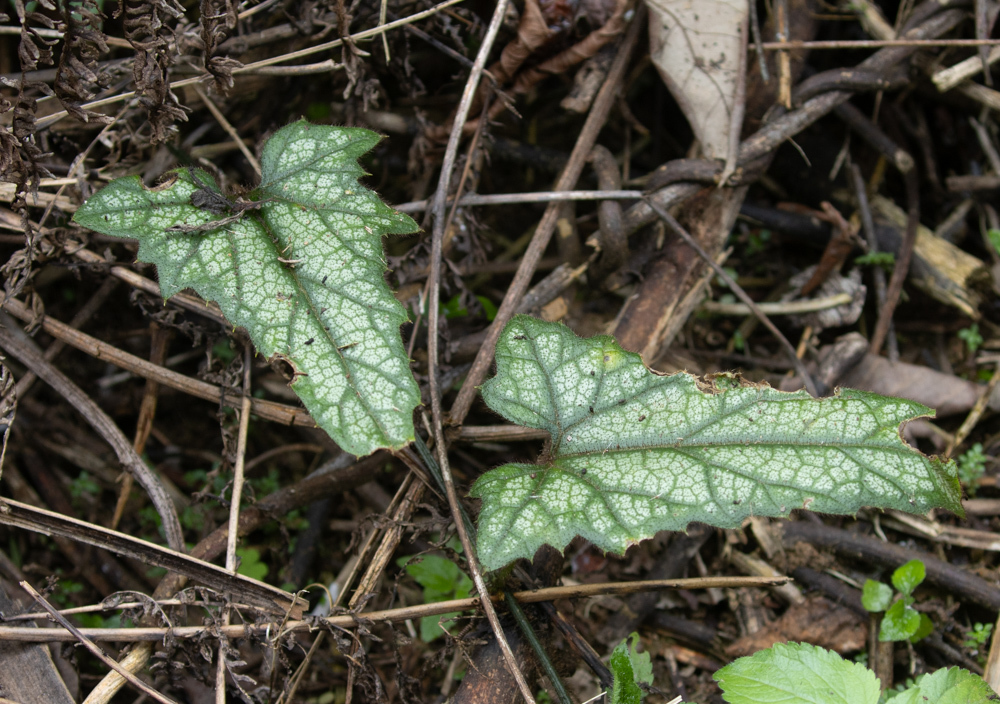 Trichosanthes homophylla (Trichosanthes homophylla)