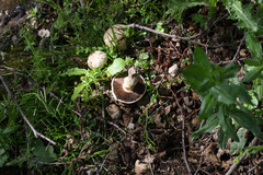 Agaricus