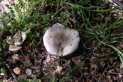 Agaricus