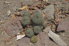 Mammillaria wagneriana