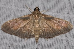 Pilocrocis ramentalis