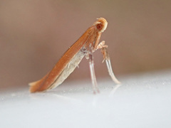 Caloptilia invariabilis