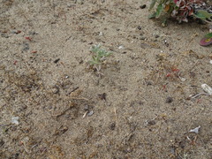 Hemipenthes edwardsii