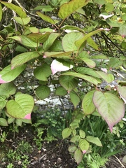 Actinidia kolomikta