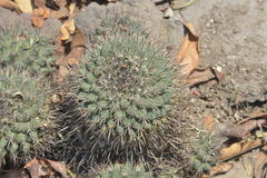 Mammillaria wagneriana