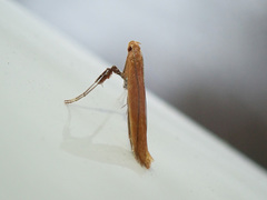 Caloptilia invariabilis