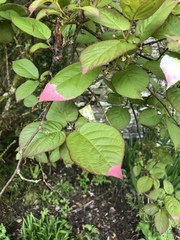 Actinidia kolomikta