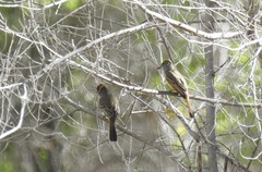 Myiarchus cinerascens