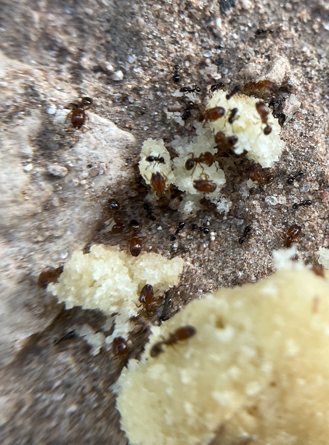 Pheidole humeralis