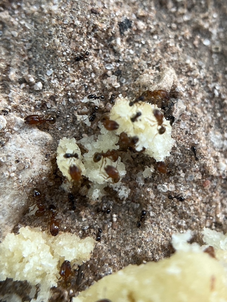 Pheidole humeralis