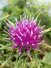Silybum marianum