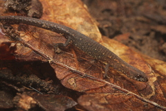 Four-Toed Amapasaurus photo 2