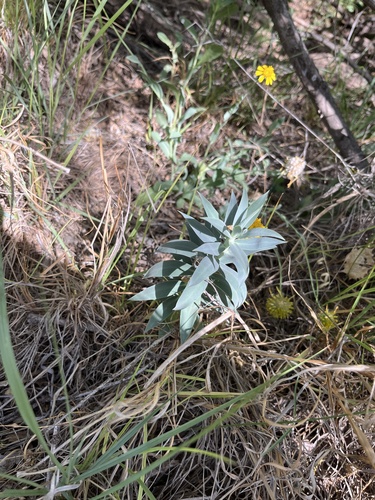 Image of Euphorbia rigida by (c) harrier, some rights reserved (CC BY)