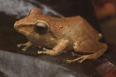 Lower Matarony Robber Frog photo 2