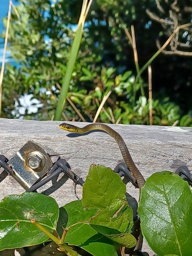 Common Tree Snake sighting