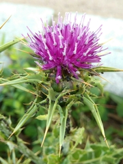 Silybum marianum