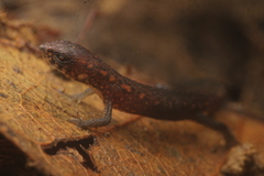 Four-Toed Amapasaurus photo 4