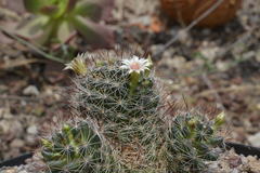 Mammillaria mathildae