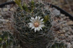 Mammillaria mathildae