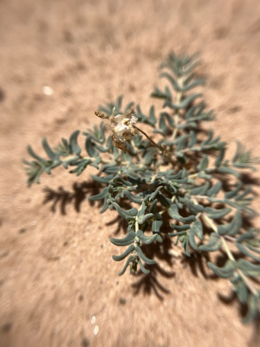 Image of Hoary Sandmat by (c) harrier, some rights reserved (CC BY)