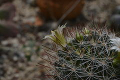 Mammillaria mathildae