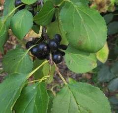 Rhamnus cathartica