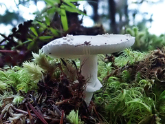 Amanita australis