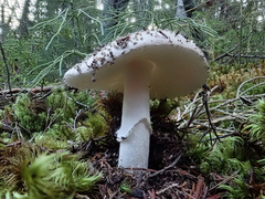 Amanita australis