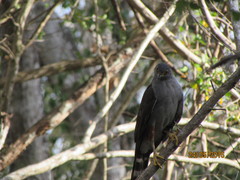 Accipiter bicolor