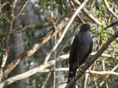 Accipiter bicolor