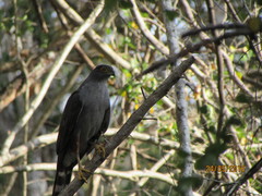 Accipiter bicolor