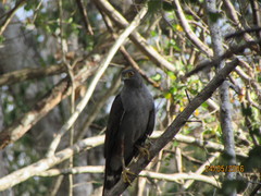 Accipiter bicolor