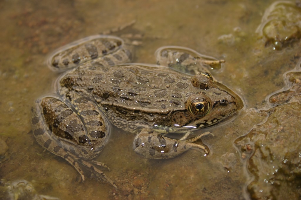 Montezuma Leopard Frog
