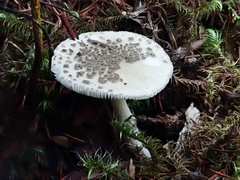 Amanita australis