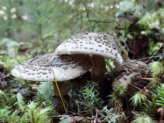 Amanita australis