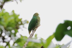 Orange Fruit Dove photo 4