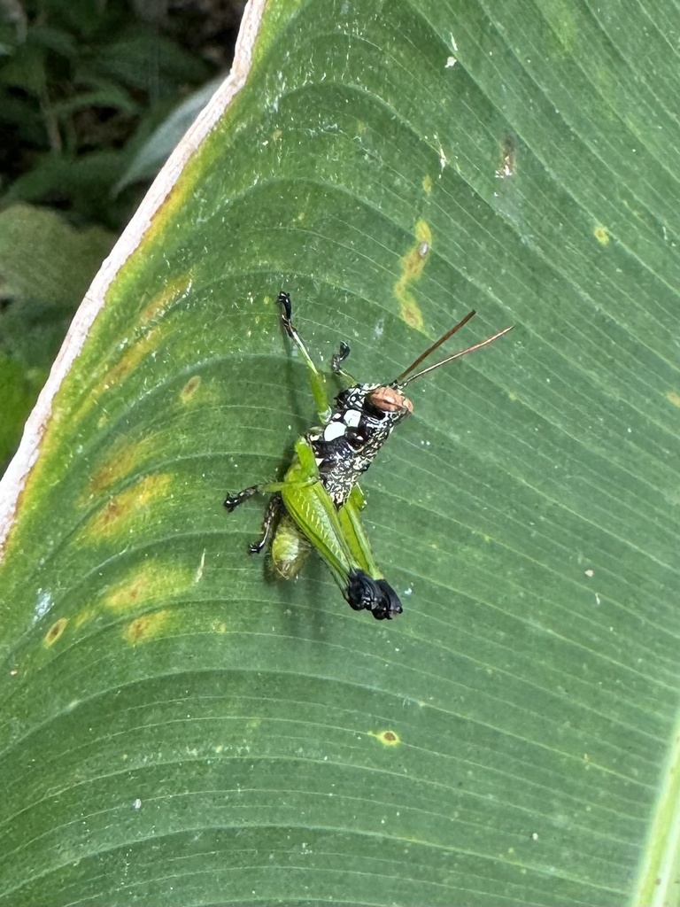 Rhachicreagra anchidiphalara