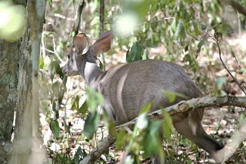Yucatán Brown Brocket