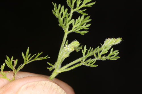 Image of Yabea microcarpa by (c) Steve Matson, some rights reserved (CC BY)