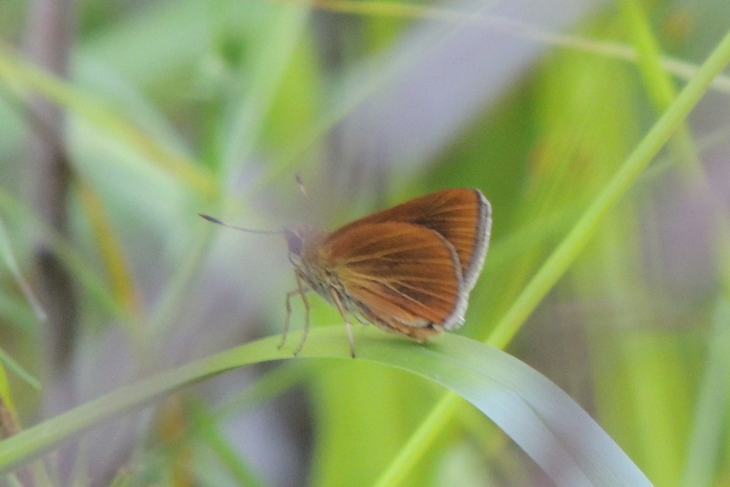 Byssus Skipper