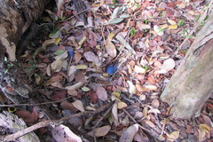 Morpho helenor montezuma
