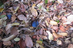 Morpho helenor montezuma