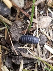 Armadillidium vulgare