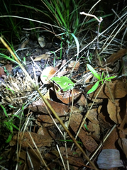 Hyla wrightorum