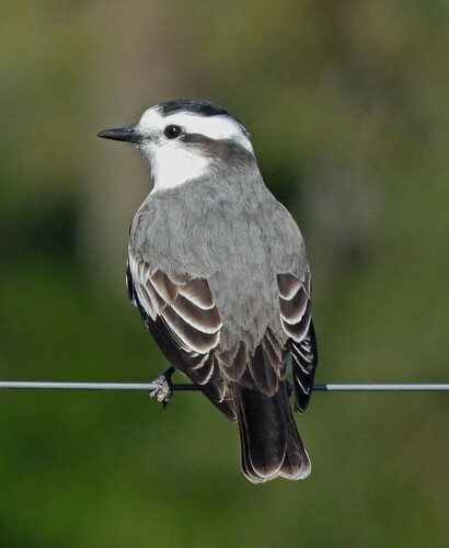 Black-crowned Monjita (Neoxolmis coronatus), photo 4
