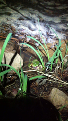Hyla wrightorum