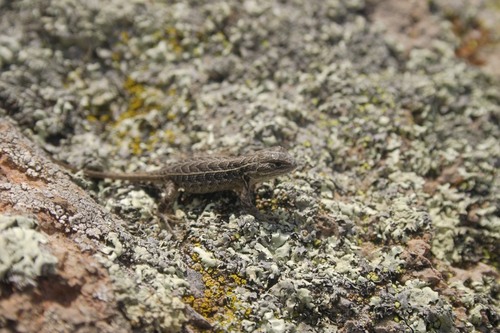 Sceloporus goldmani