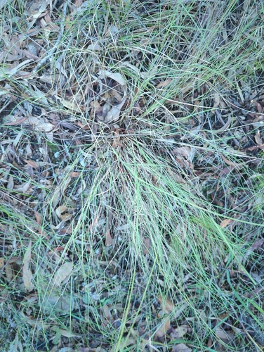 Queensland wiregrass (Aristida queenslandica)